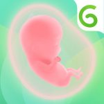 Embryo on Green Background